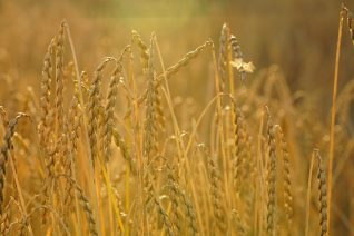 De weg kiest jou – oogsten