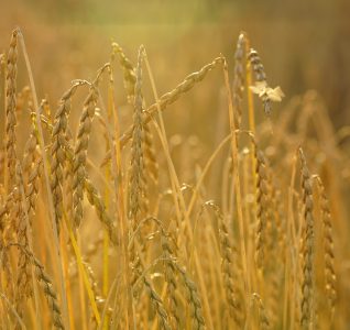 De weg kiest jou – oogsten